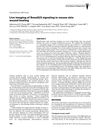 Live Imaging of Smad2/3 Signaling in Mouse Skin Wound Healing