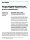 Mechanical Forces Across Compartments Coordinate Cell Shape and Fate Transitions to Generate Tissue Architecture