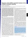 Responses of Hair Follicle–Associated Structures to Loss of Planar Cell Polarity Signaling