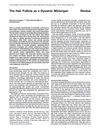 The Hair Follicle as a Dynamic Mini-Organ