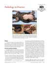 Pathology in Practice: Case of a 13-Year-Old Cat with Paraneoplastic Alopecia and Hepatic Malignancy
