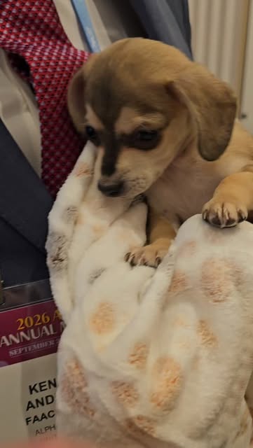 One of the unexpected highlights of the AAFPRS meeting... puppies. 🐶

In between lectures, meetings