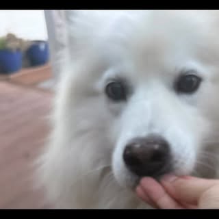 Copper brings the charm, Casper brings the chaos… together they’re paw-fect 💕🐾#wolf #husky #samoye