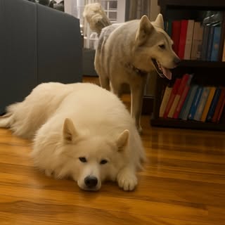 My fluffy moments, Copper & Casper ❤️❤️