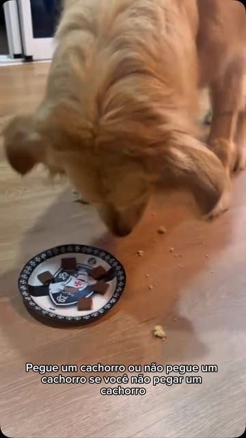 A casa muda. A rotina muda. E, de alguma forma, tudo fica melhor. 🐶❤️