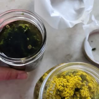 Yarrow (Achillea millefolium) tinctures 🌼