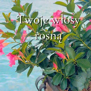 Twoje włosy mogą rosnąć, a mimo to nie robić się dłuższe. 🤍

Dlaczego? Bo zapuszczanie włosów to ni
