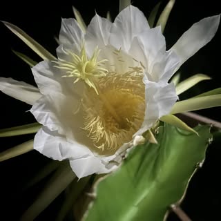 Good Morning!!! Here’s a few more of the fun night blooming madness.