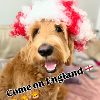 Paws up for tonight 🙏🏼⚽️🏴󠁧󠁢󠁥󠁮󠁧󠁿

#worldcup #england #threelions #footballfan #worldcup2026