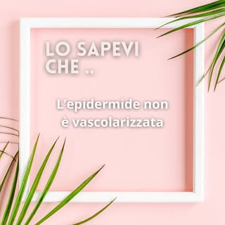 La cute si divide in epidermide superficiale e senza vasi sanguigni e derma intensamente vascolarizz