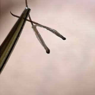 Let’s talk about Grafts— Hair transplants are measured in grafts—each graft typically contains 1–4 h