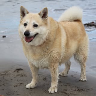 Beach photoshoot with my Girl 🫶

#poser #dogsofinstagram #norwegianbuhund