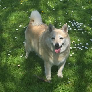 Happy Gotcha Day to our Frankie 🤍🐾 10 years today with my girl. 

From camping trips to exploring 