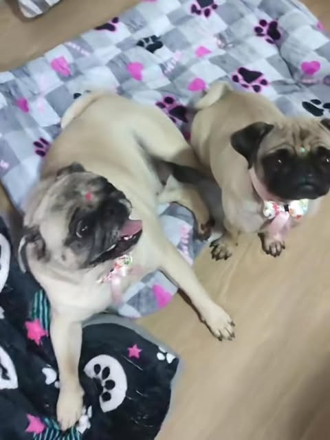 Por favor, ayúdanos a que Luna, Bella y Kyra  regresen a casa! Son 3 de la raza Pug. Salióeron a las