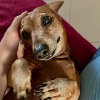 Lola, amor de mamãe …. 

Quando me perguntam qual a cara do amor, eu SEMPRE penso em você me
olhando