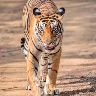 Ranthambore through my eyes.

2026 has been a good year when it comes to wildlife photography📷

The