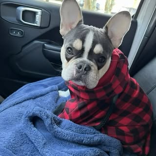Hi everybody! I’m 5 today….which means extra treats, extra cuddles, and absolutely no rules! Love, L