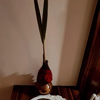 Look what sprouted! 🌱🥥

​We wrapped a sacred Pooja Nariyal in a damp cloth, watered it daily, and 