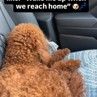 My dog during the whole trip: “Driver, wake me when we reach” 🐶