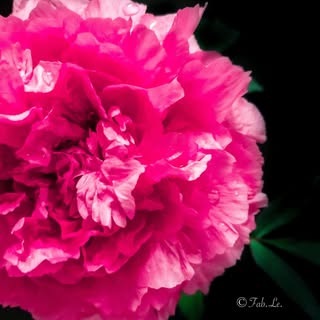#fleurs #peony #pivoine #pivoineflowers #fleursdeprintemps #flower #pinkflower  #flowerphoto #flower