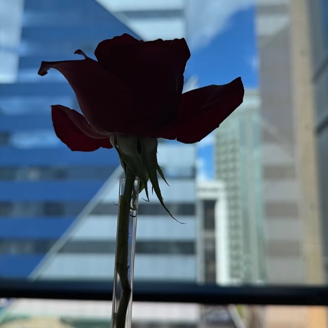 A ROSA E A JANELA
