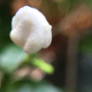 Macro photography with iPhone 6S
