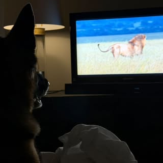 My baby is making new friends. She’s watching Lions on National Geographic