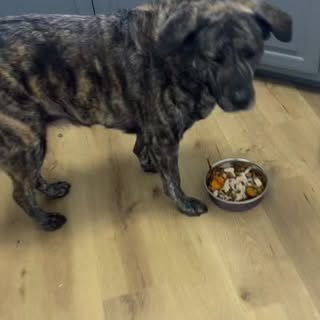 Dinner time is their favorite!