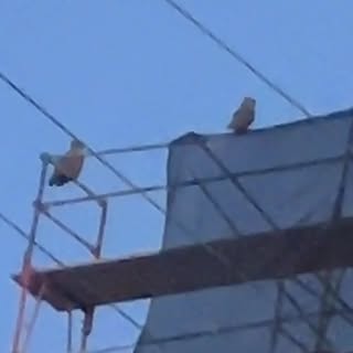 The guardian owl protector friends..
#who  #owl