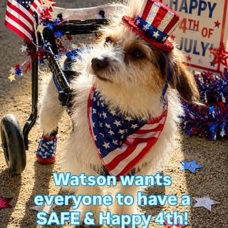 🇺🇸 Watson wishes everyone a safe and Happy 4th! 🇺🇸 #animalrescuerelay #rescuedogsofinstagram #ha