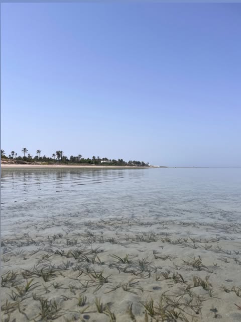 Kerkennah faune et flore, terre et mer
#slowingdown