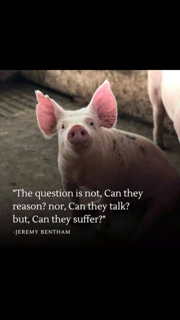 #veganfortheanimals #northeastanimalrights #chooselove #animalsavemovement #northeastanimalsave