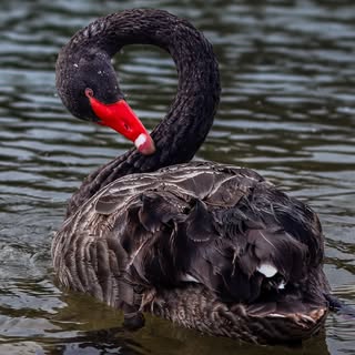 Feels weird to post a photo of a swan but bro this photo when I took it then edited it. I could see 