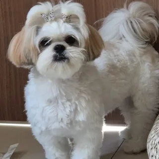 Apresento a Catarina, CEO das brincadeiras aqui de casa. 🐶 Ela não só participa, mas cria as regras