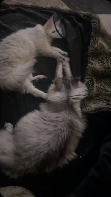Poor little Josephine got her”hysterectomy” and her sister just sat there with her holding her hands