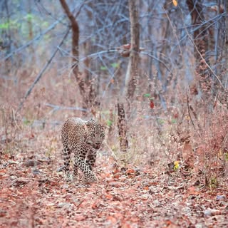 Spotting a Leopard in Tiger Reserves is even more difficult than finding the Tiger itself. As the ap