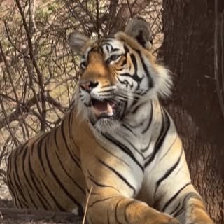 Ranthambore through my eyes📷

#wildlife #ranthambore #nature #tiger #wildlifephotography