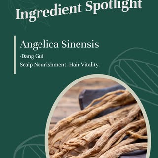 Target hair loss at the root with the power of Angelica Sinensis. 🧬

Also known as Dang Gui, this h