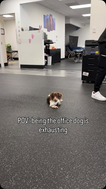 POV: you showed up for the meeting, but Charlie is running the show 🐶📋😂