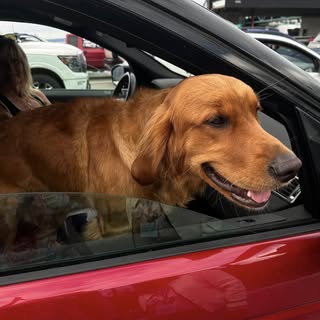 When you meet Ruthie at the Ferry and instantly fall in love♥️