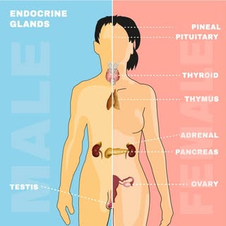 The endocrine system is responsible for regulating a range of bodily functions through the release o