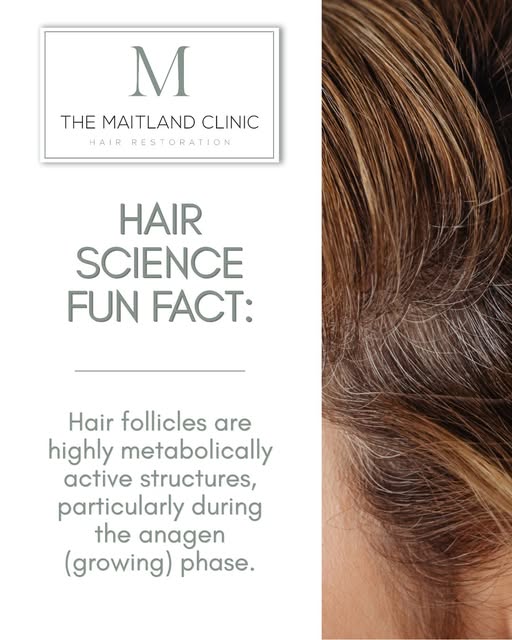 Hair follicles are highly metabolically active structures, but what does that actually mean?

During