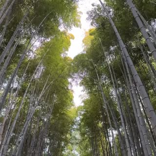 #kyoto #bambooforest