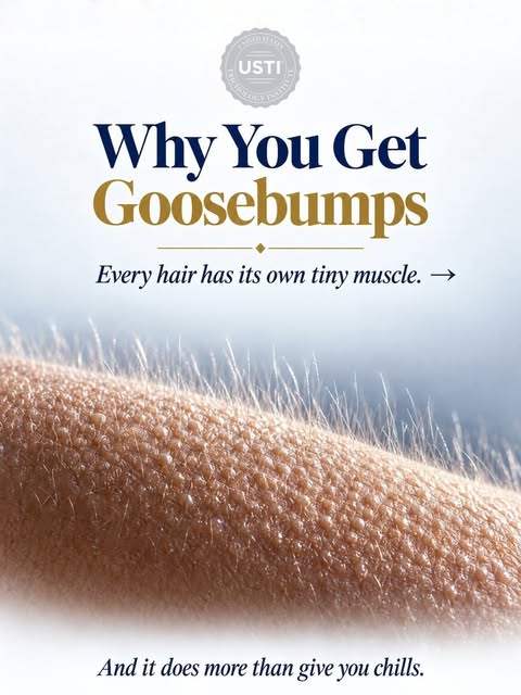 Ever wonder why your skin gets goosebumps? 👀

Every hair follicle is connected to a tiny smooth mus