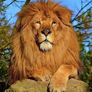 TUESDAY IS ANIMAL HAIR DAY
The Lion  #lion #hair #ninaotberg #animalhair  Since the dawn of man, the