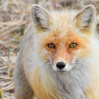 TUESDAY IS ANIMAL HAIR DAY
The red fox  The red fox (Vulpes vulpes) is the largest of the true foxes