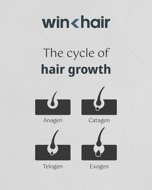 Did you know that your hair has a 4-step cycle? Hair stops growing due to the failure of the 4th sta