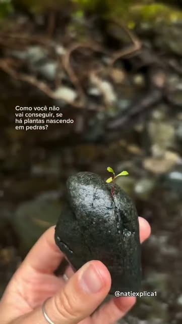 Se até uma planta consegue nascer no meio da pedra, por que você acha que o impossível não pode flor