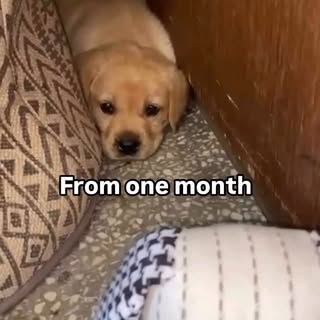 From a puppy to a fully grown adult bunny#pet #labradorretriever #petsarefamily