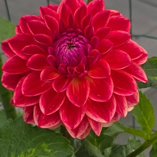 First Dahlias